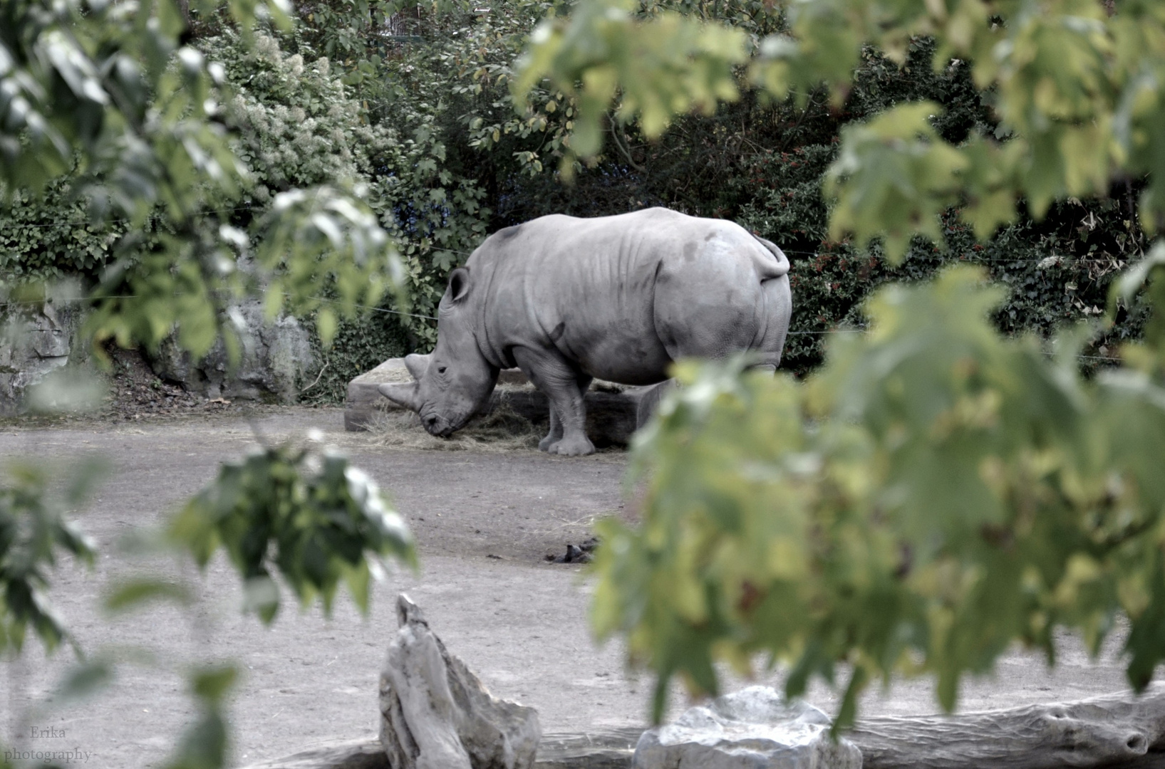 Animaux - Rhinocéros