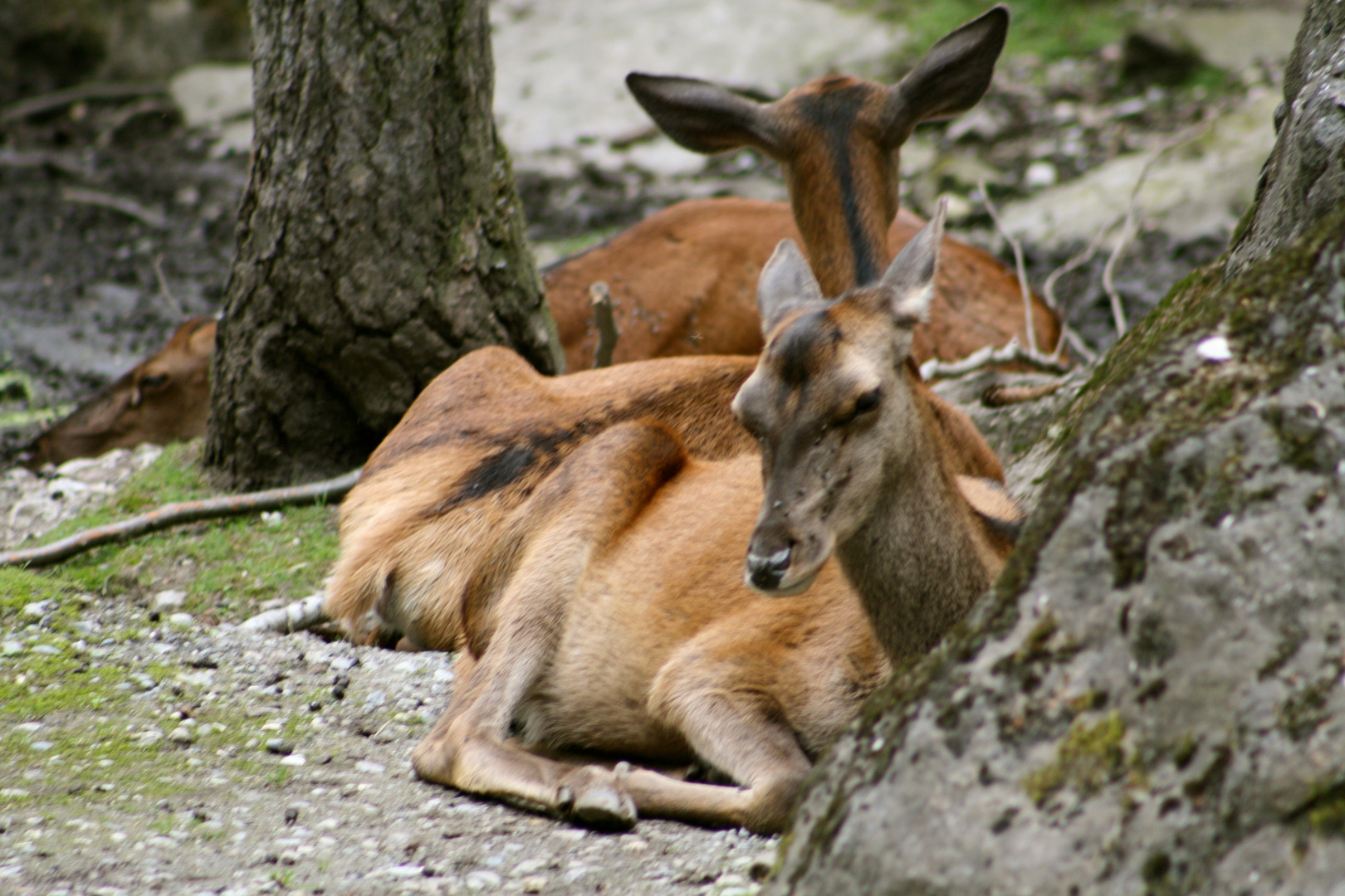 Animaux sauvages SUISSE Parc des marécottes