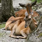 Animaux sauvages SUISSE Parc des marécottes