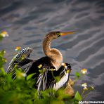 Aninga delle Everglades