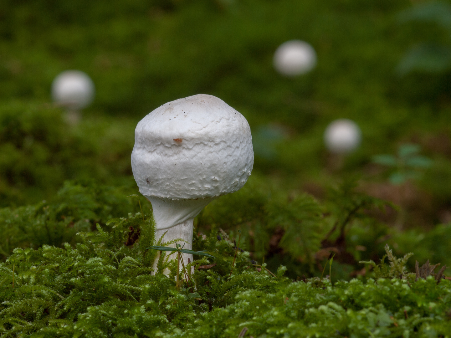 Anis-Champignon vor Dreigestirn