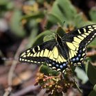 Anis Swallowtail