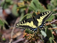 Anis Swallowtail