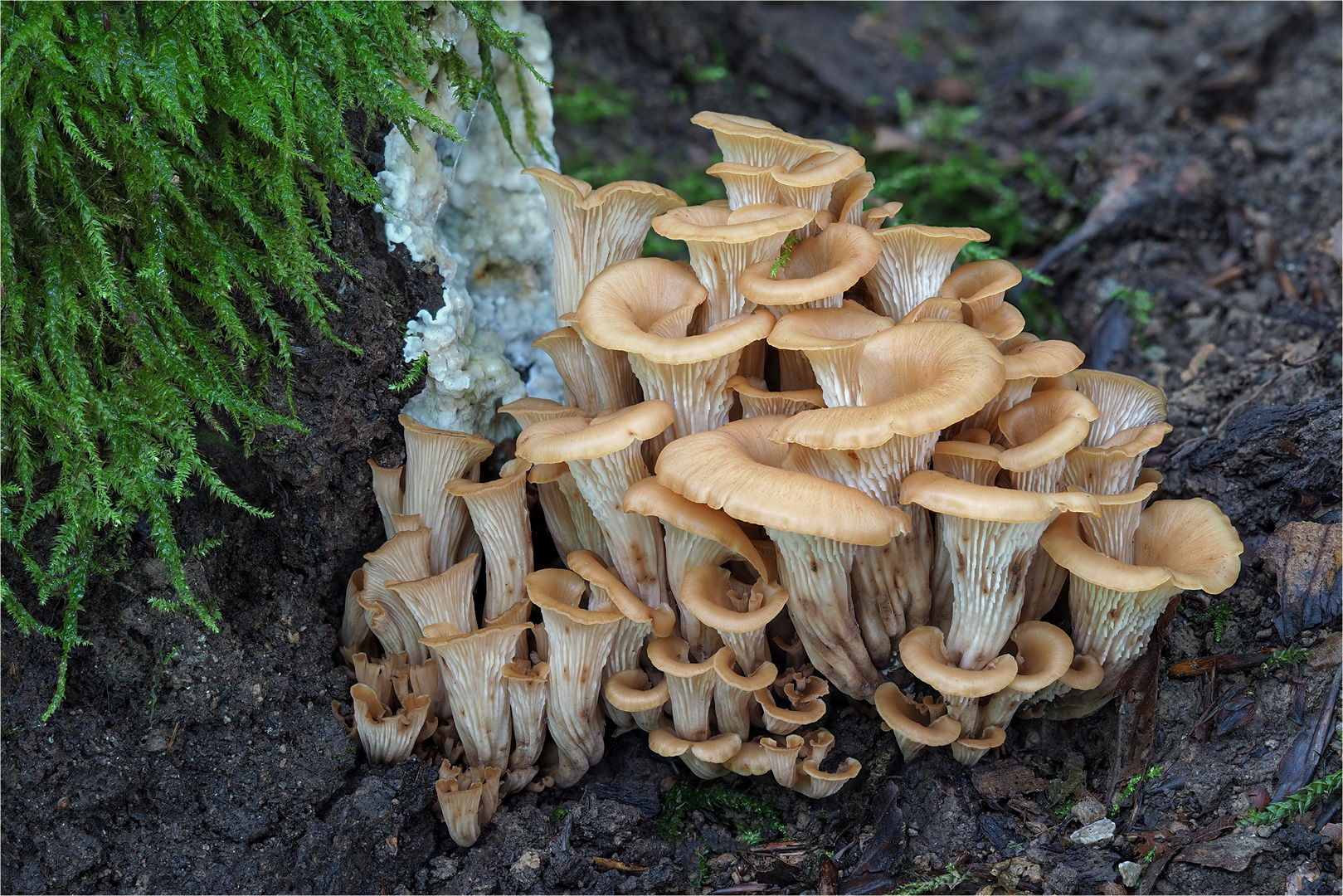 Anis-Zähling (Lentinellus cochleatus)