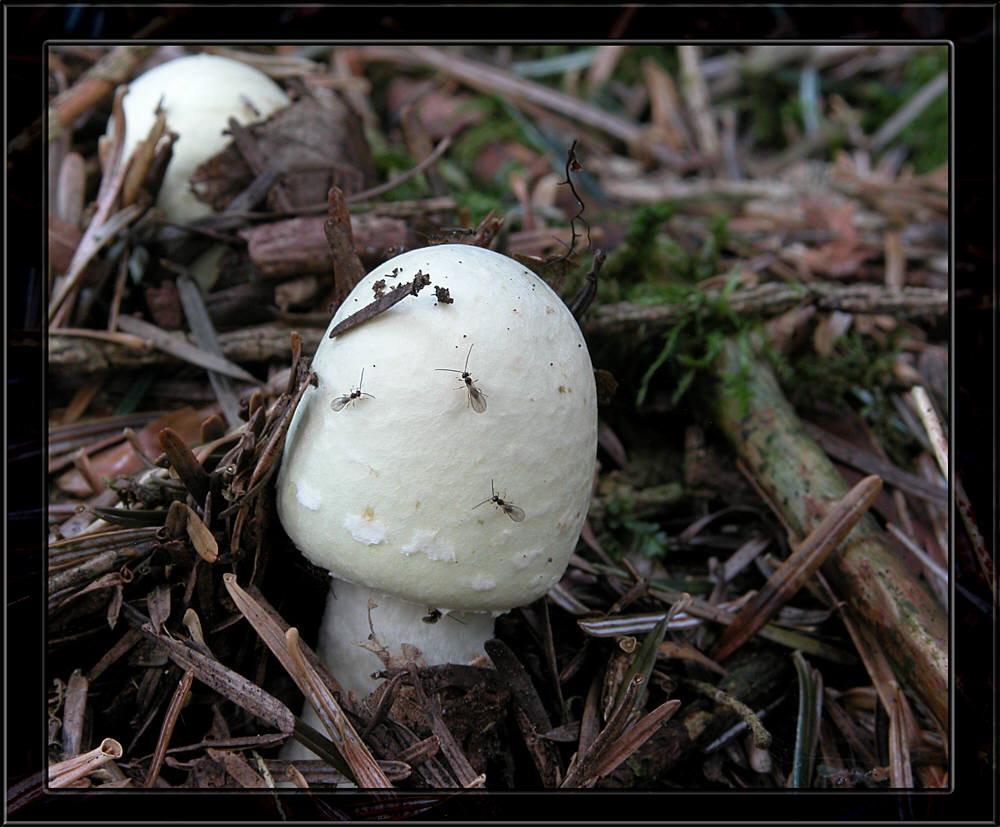 Anischampignon mit ungebetenen Gästen