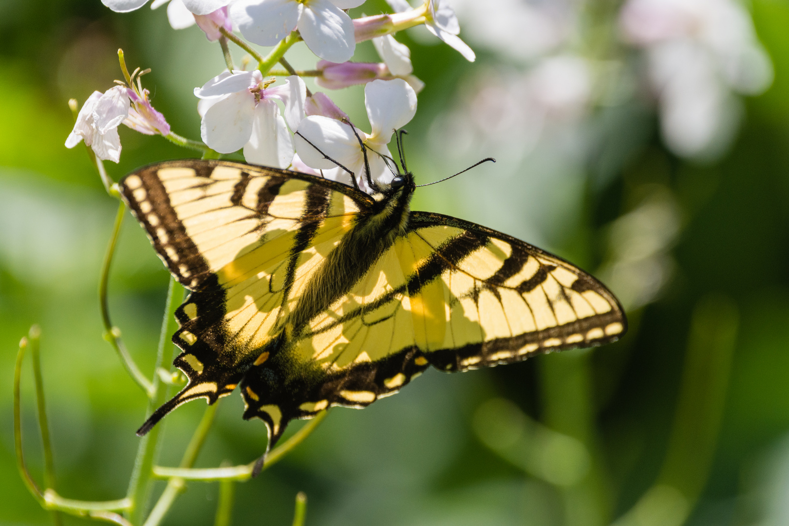 Anise Swallowtail