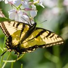 Anise Swallowtail