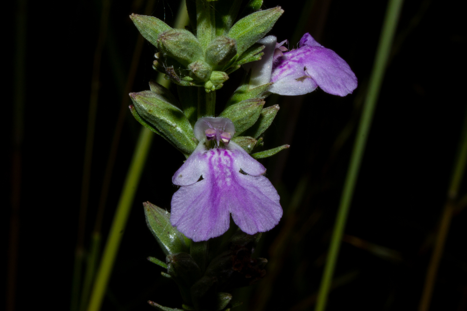 Anisomeles malabarica