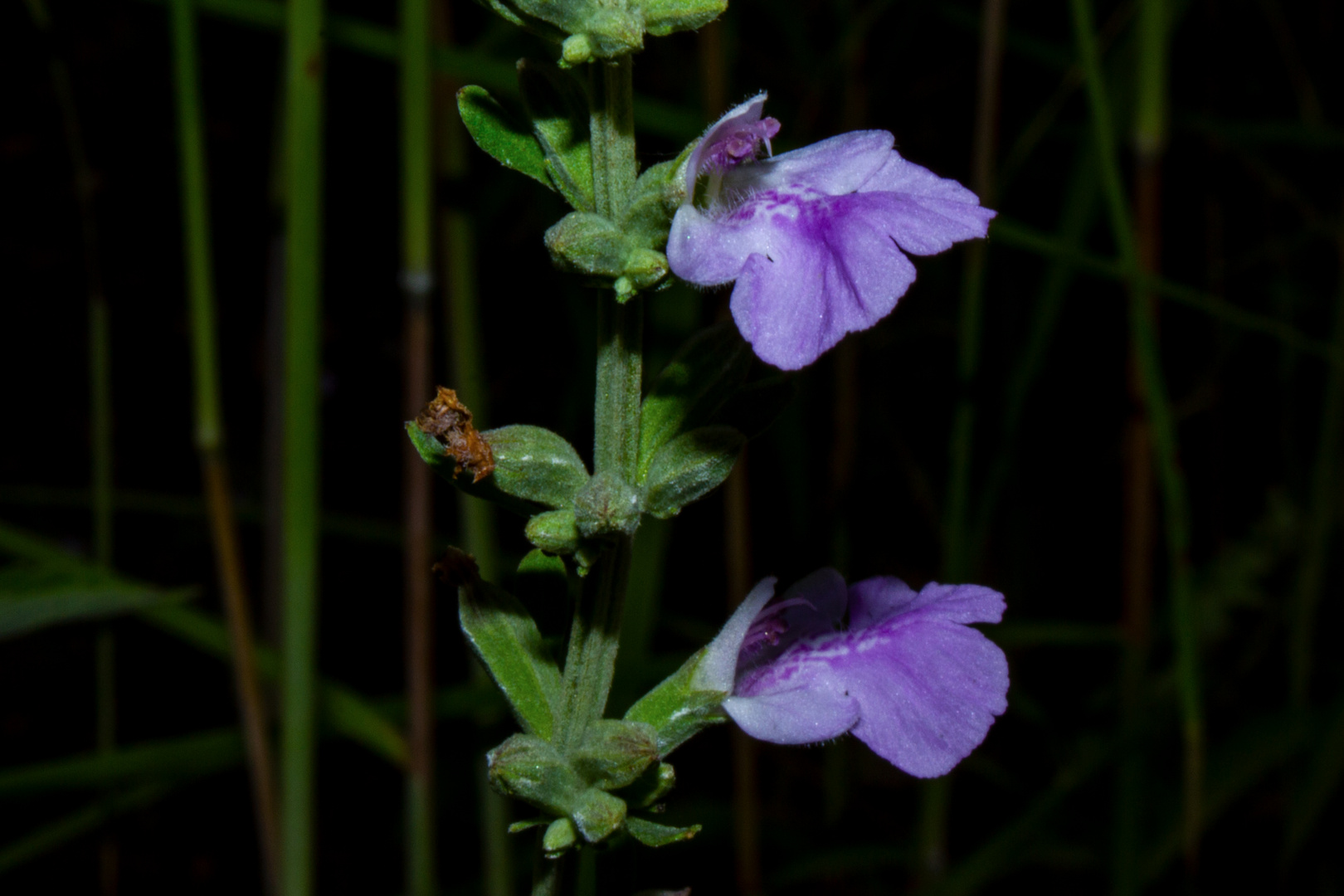 Anisomeles malabarica