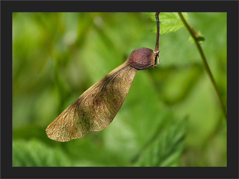 Anisoptera acer