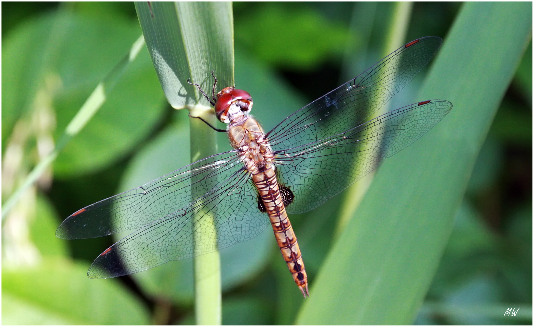 Anisoptera Aeshnidae