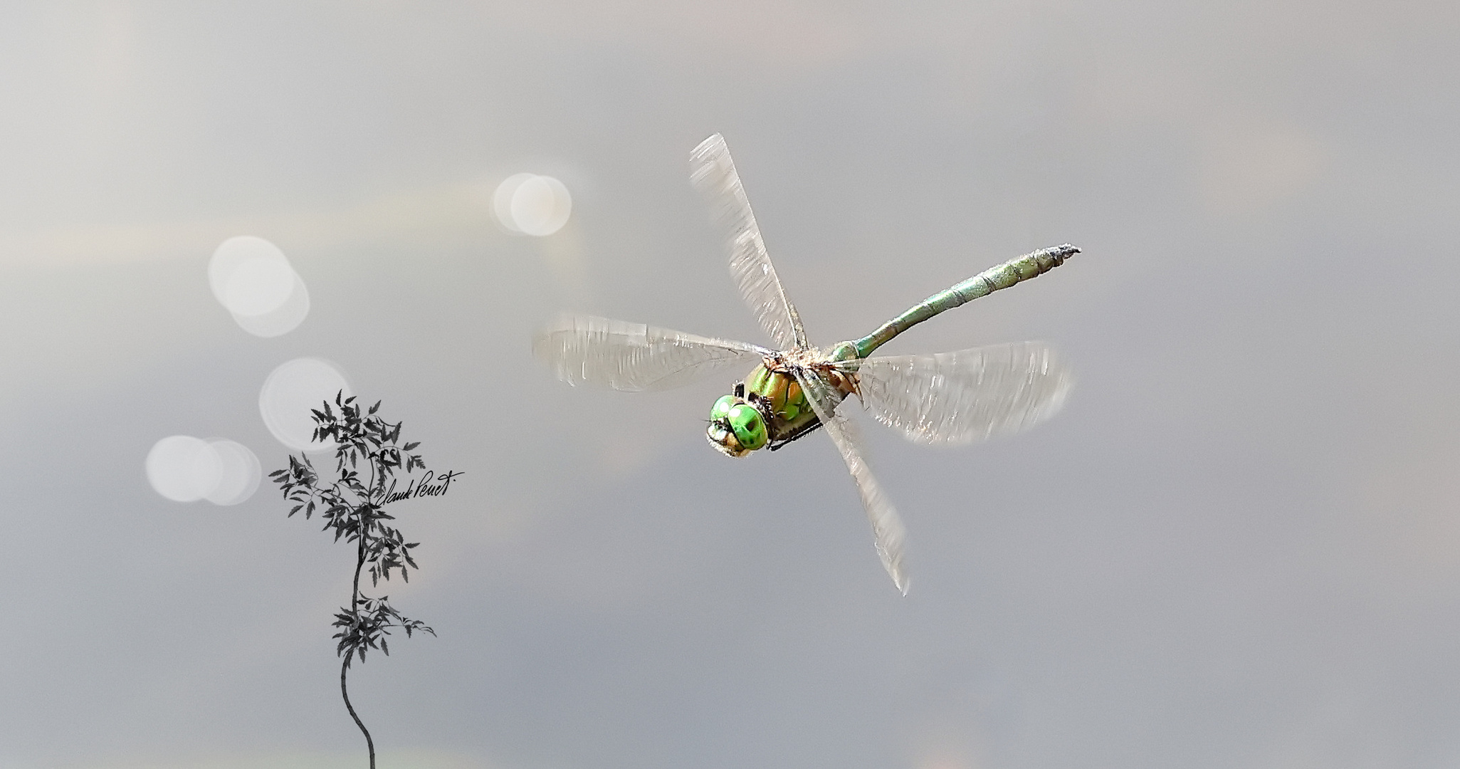 Anisoptera aus dem Schwenninger Moos