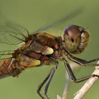 Anisoptera