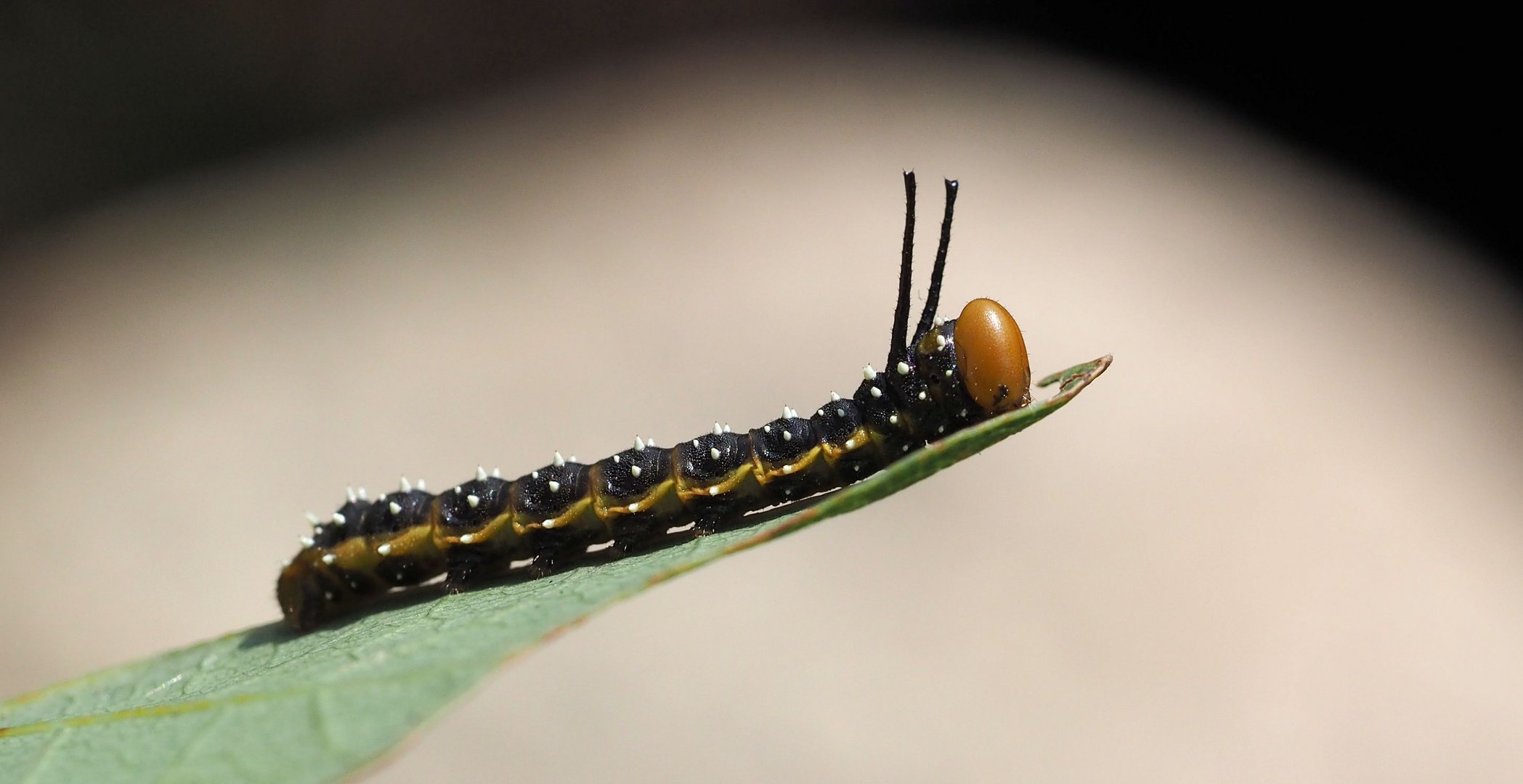 Anisota assimilis