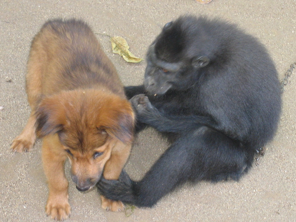 Anjing vs. Noni - Monkey & Dog