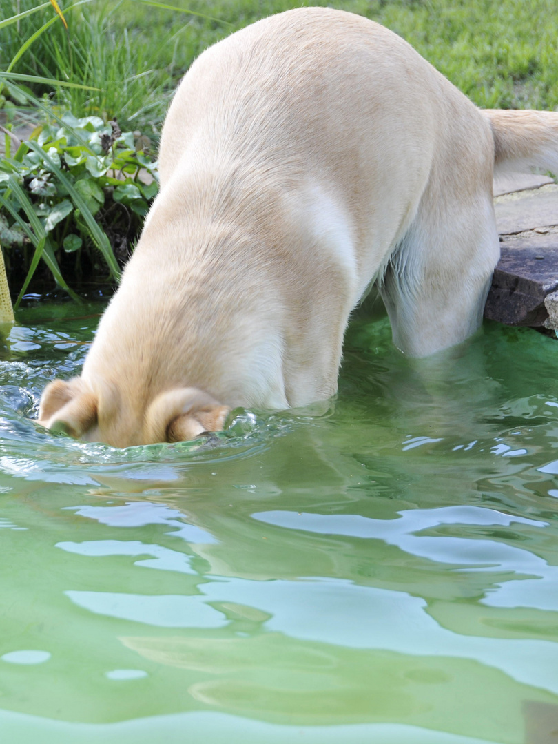 Anka beim Tauchen