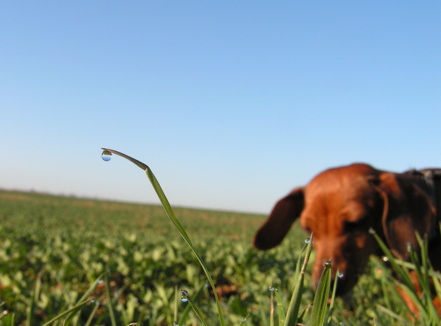 Anka im Morgentau