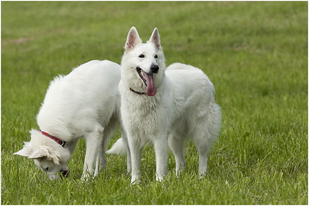 Anka und Hera