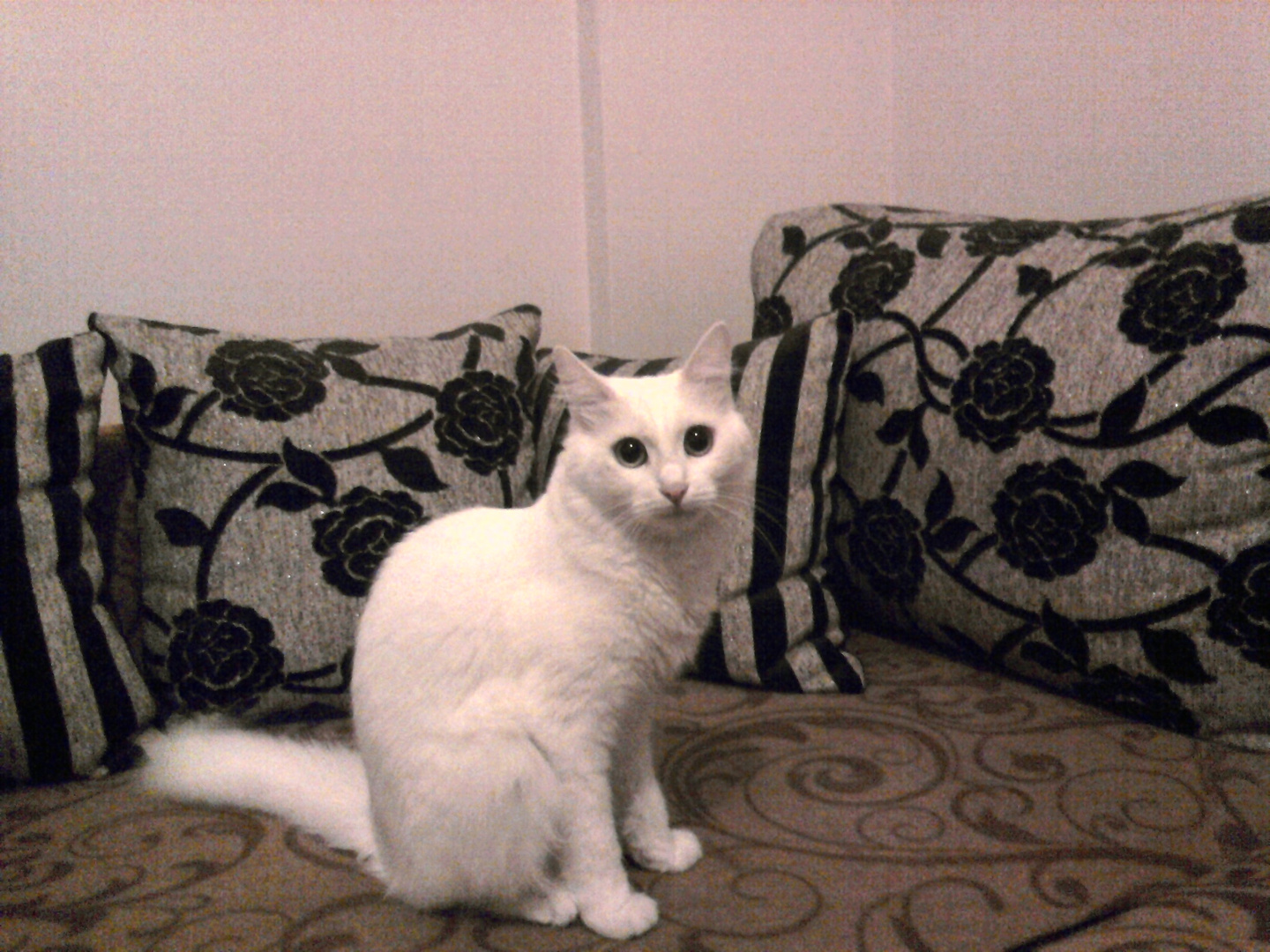 ankara katze