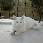 ankara katze3