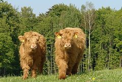 Anke und Kora, zwei halbwüchsige Damen