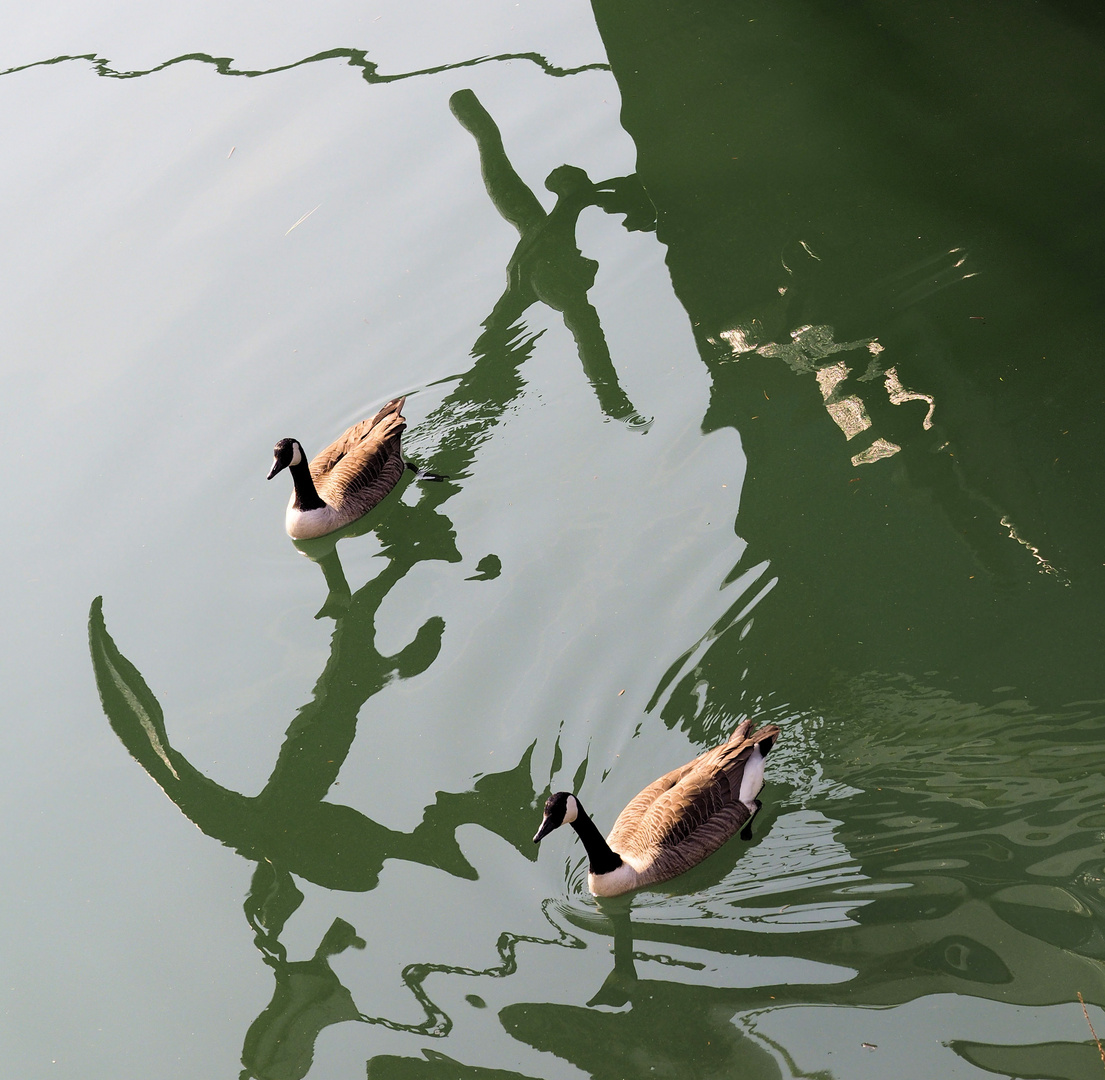 Anker und Gänse....Dienstag ist Spiegeltag...