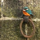 Ankerplatz für den Eisvogel