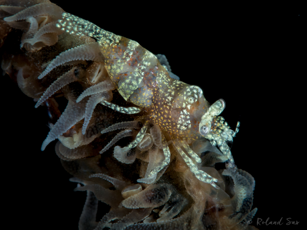 Anker's Whip Coral Shrimp (Pontonides ankeri) 