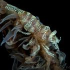 Anker's Whip Coral Shrimp (Pontonides ankeri) 
