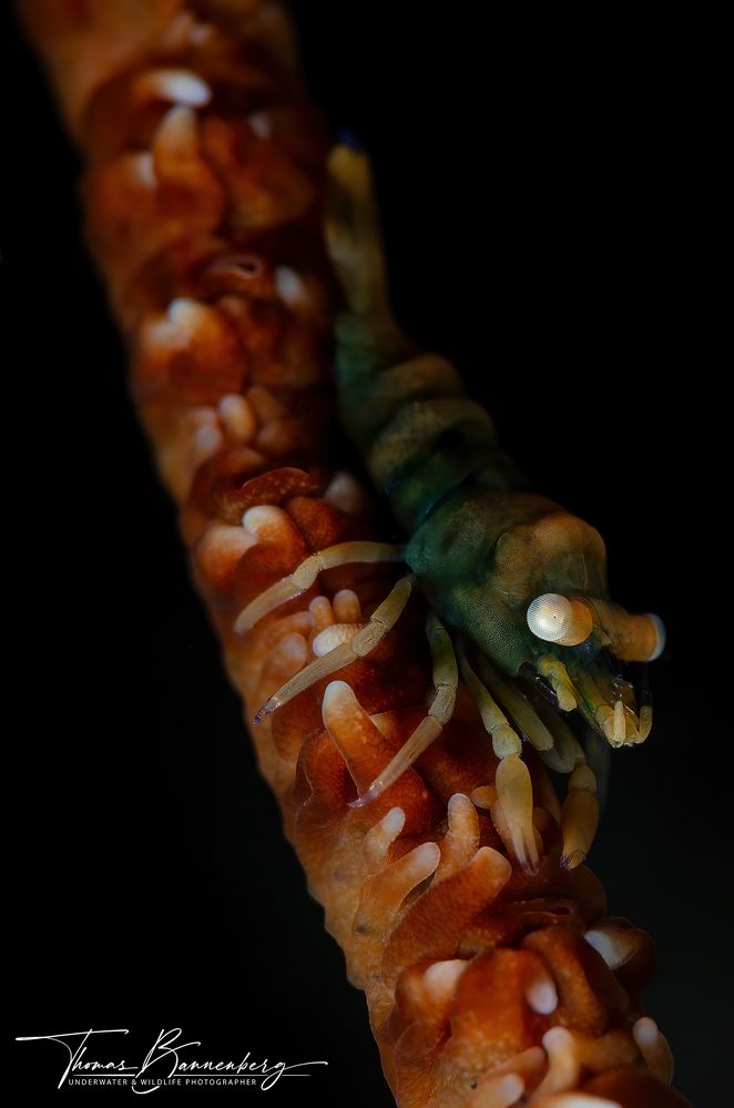 Anker's Whip Coral Shrimp (Pontonides ankeri)