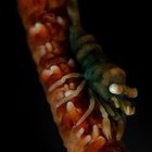 Anker's Whip Coral Shrimp (Pontonides ankeri)