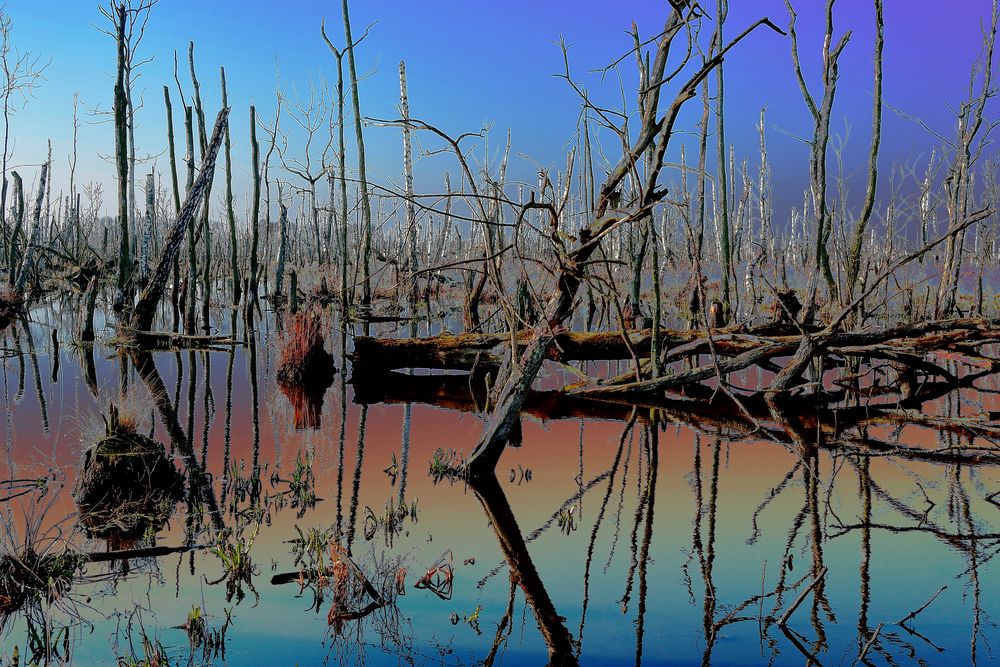 Anklamer Stadtbruch II Foto & Bild | pflanzen, pilze & flechten