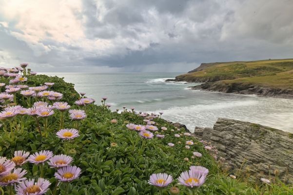 Anklimatisierte Blüten