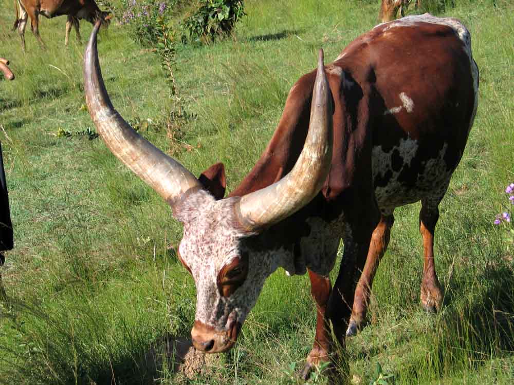 Ankole Cattle