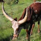 Ankole Cattle