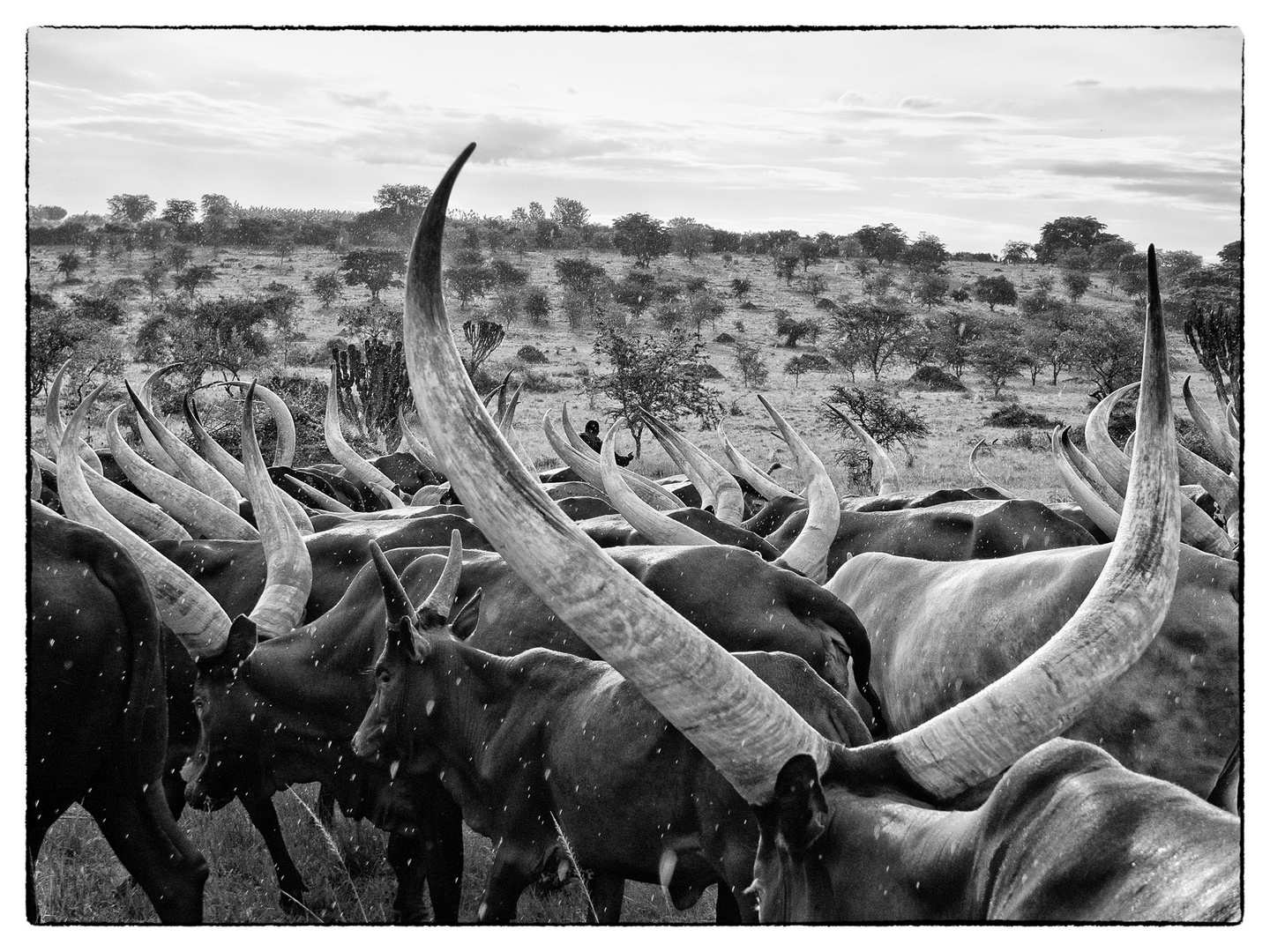 Ankole-Herde