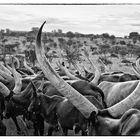 Ankole-Herde