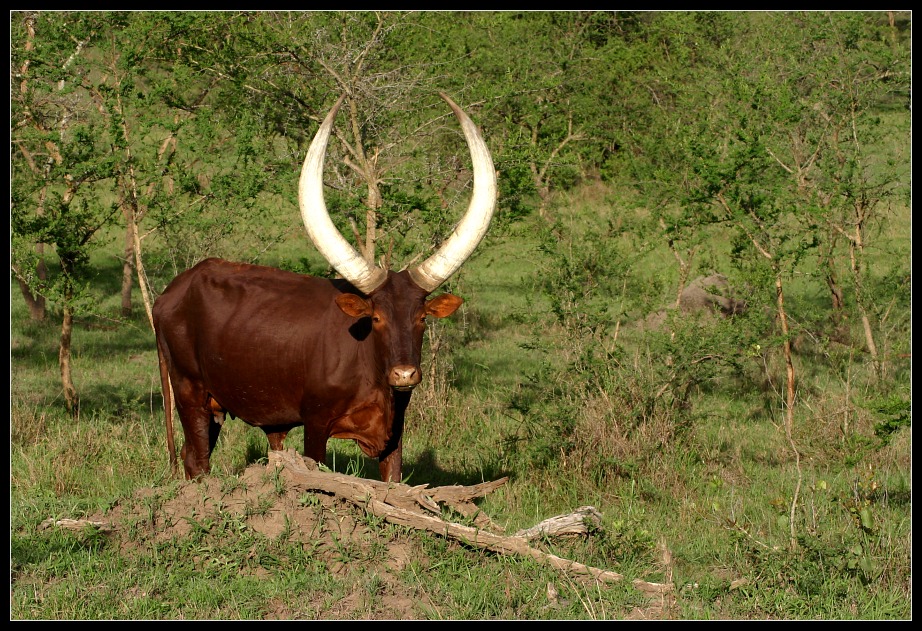 Ankolerind, Uganda