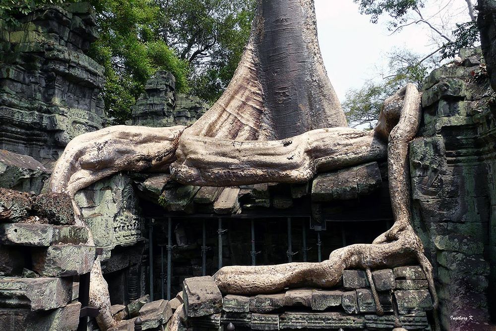 Ankor-Wat -Baumwurzel als Teil eines Tempels