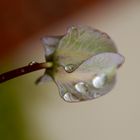 Ankündigung vom Herbst