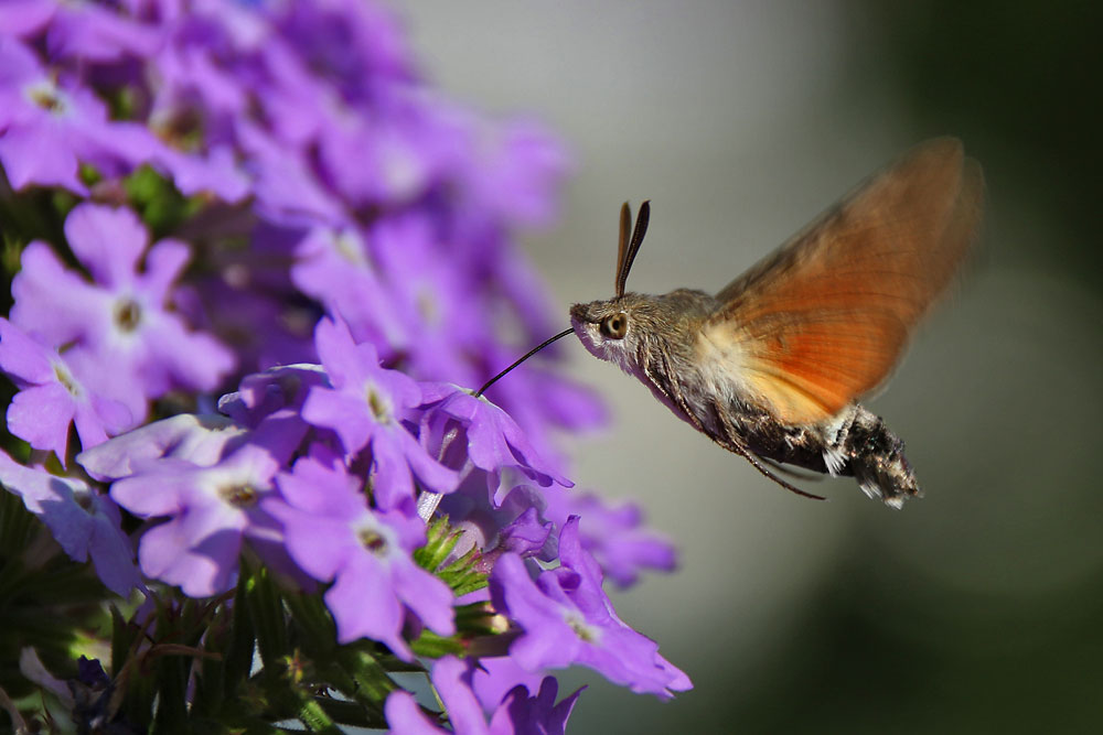 Ankunft am Blumenmeer