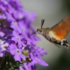 Ankunft am Blumenmeer