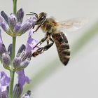 Ankunft am Lavendel