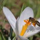 Ankunft der Biene am Blütenstempel