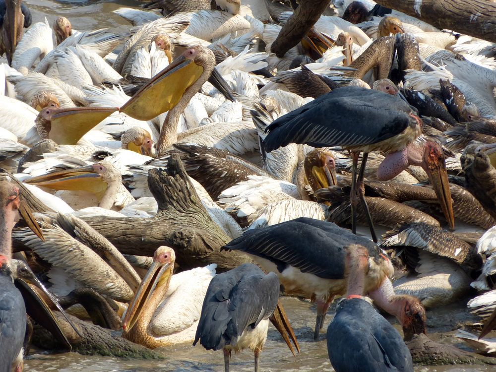 Ankunft der Pelikane am Luangwa Wafwa in Sambia