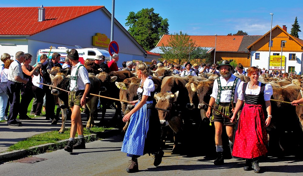 Ankunft der Rinder