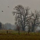 Ankunft der sibirischen Wildgänse am Niederrhein 