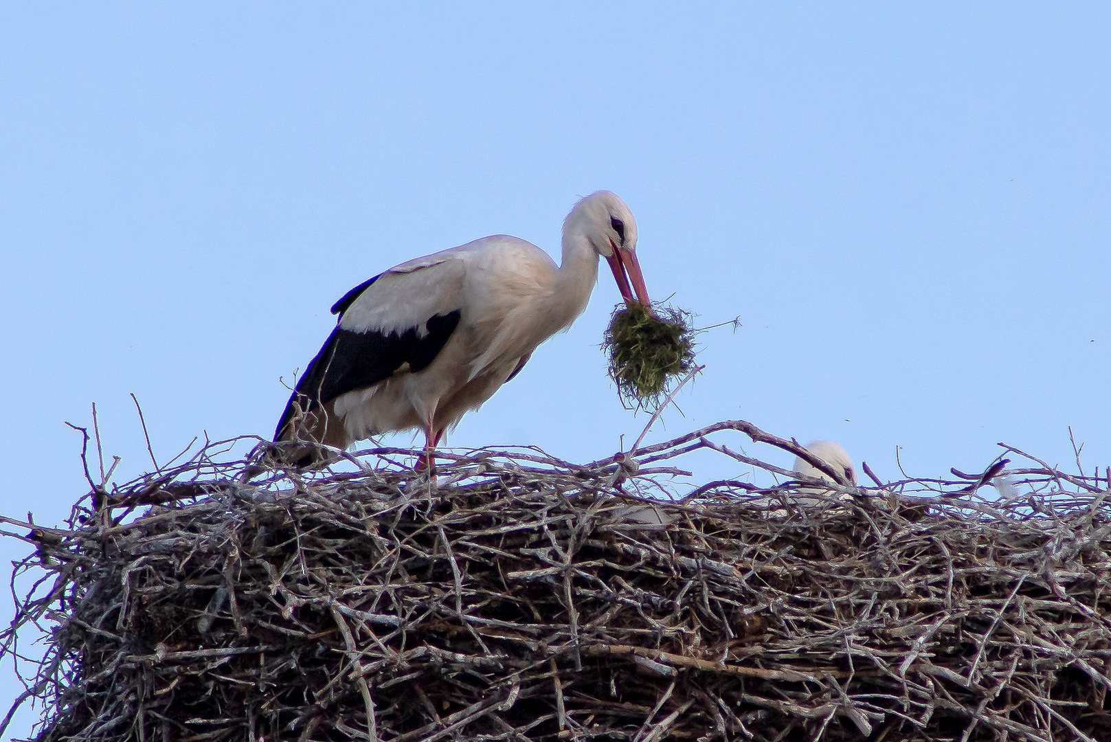 Ankunft des Altvogels