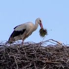 Ankunft des Altvogels