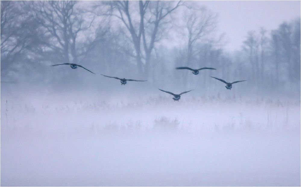 Ankunft im Nebel